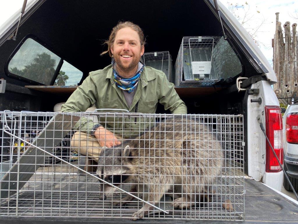 Greensboro raccoon trapping